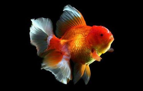 吃瓜金鱼是谁,吃瓜金鱼背后的故事