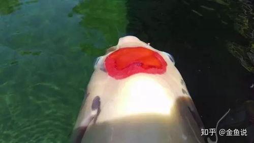 吃瓜金鱼是谁,吃瓜金鱼背后的故事