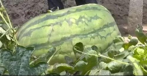 吃瓜坐佳木斯,吃瓜群众的欢乐时光