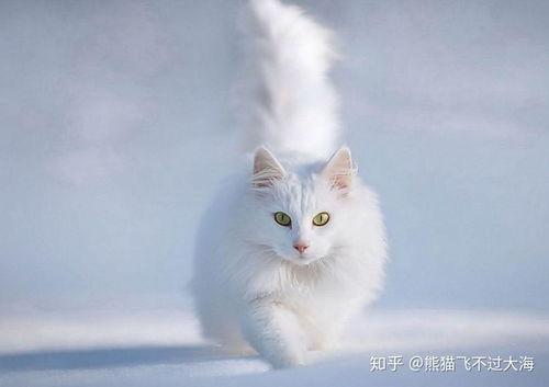 猫咪可以吃乳瓜吗,乳瓜在猫咪饮食中的适宜性探讨