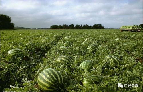 当时我在吃瓜,揭秘那些年我们一起吃过的瓜