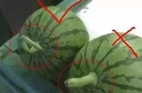 吃瓜对应名字大全,揭秘吃瓜群众名字背后的趣味与智慧