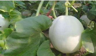 戈壁白兰瓜怎么吃,解锁美味新体验