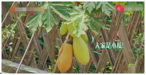 何老师前排吃瓜,揭秘娱乐圈幕后故事