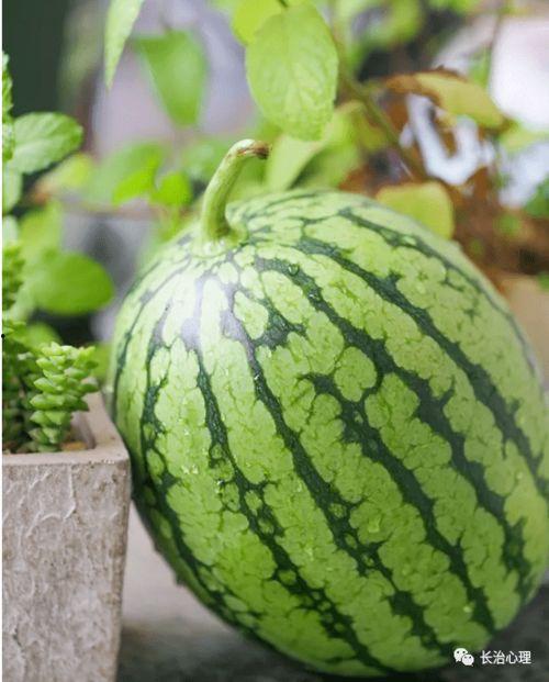 山东寿光老师吃瓜,体验田园生活乐趣