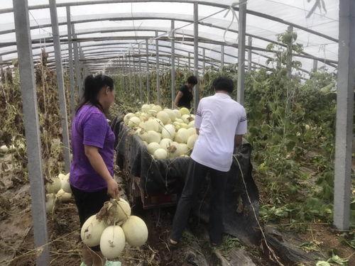 山东寿光老师吃瓜,体验田园生活乐趣
