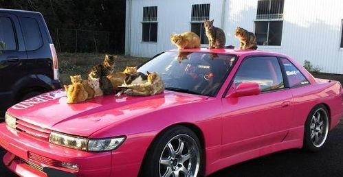 吃瓜猫车贴,趣味横生的汽车文化新潮流