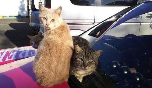 吃瓜猫车贴,趣味横生的汽车文化新潮流