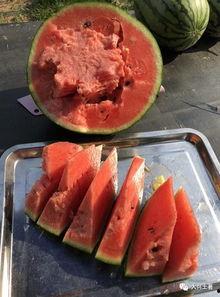 原阳网红吃瓜,揭秘网络红人的幕后故事