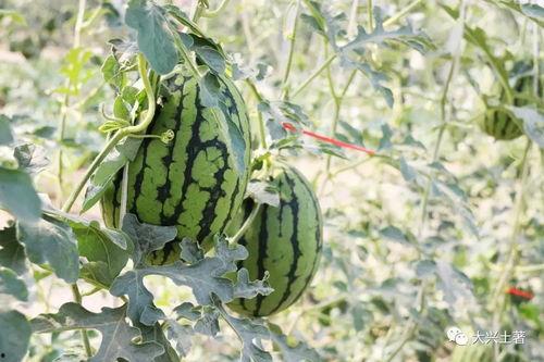 原阳网红吃瓜,揭秘网络红人的幕后故事