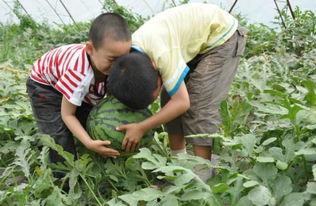 邢台永年吃瓜事件,一场网络热议背后的真相与反思