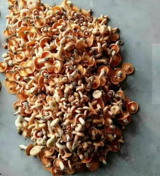 枞树菌可以和瓜一起吃吗,健康美味两不误