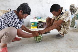 农村小女孩摔瓜给爷爷吃,农村小女孩摔瓜孝敬爷爷的温馨故事