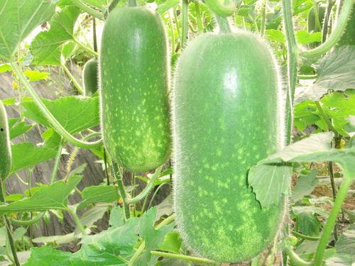 痔疮可以吃瓜,痔疮困扰？瓜类食物助你缓解不适