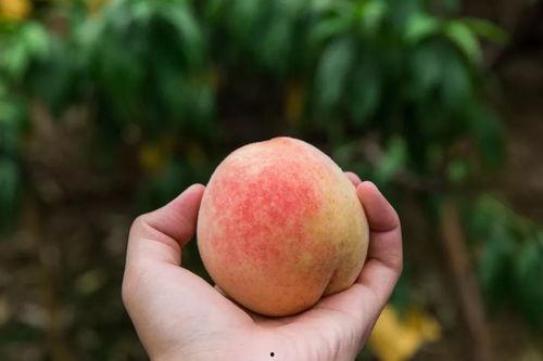 吃瓜文案桃桃,揭秘娱乐圈那些不为人知的幕后故事