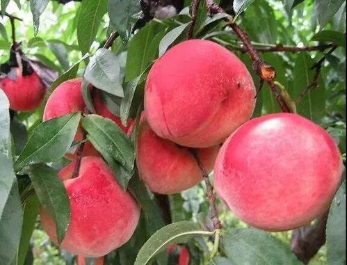 吃瓜文案桃桃,揭秘娱乐圈那些不为人知的幕后故事