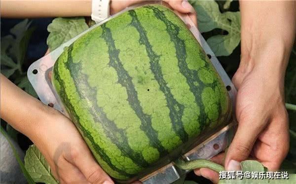 卖吃瓜网站,卖吃瓜网站带你领略网络娱乐新风尚