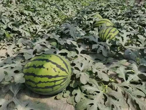 吃瓜楼子,网络热点的幕后故事