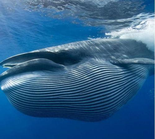 鲸吃瓜爱吃瓜是啥意思啊,揭秘鲸吃瓜爱瓜的趣味现象