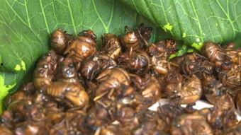 吃小瓜吃出虫子,吃小瓜吃出虫子，食品安全警钟长鸣