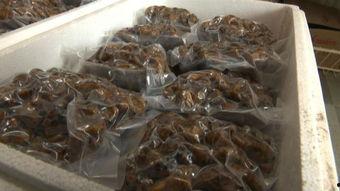 吃小瓜吃出虫子,吃小瓜吃出虫子，食品安全警钟长鸣