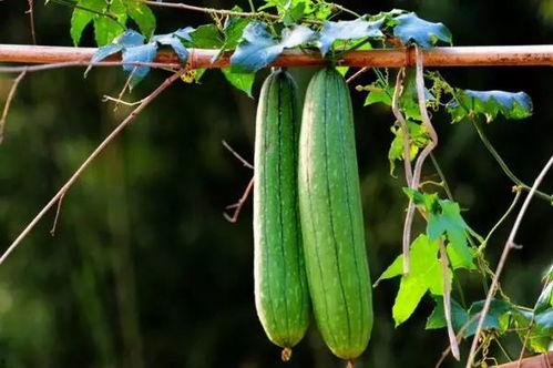 一起吃瓜17,揭秘娱乐圈最新热点事件