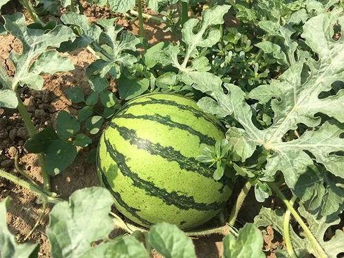 远古时期的吃瓜,揭秘先民们的“吃瓜”生活