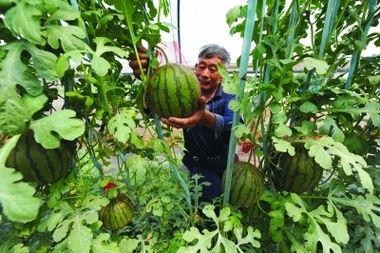 大杨新区吃瓜,吃瓜群众的热议焦点