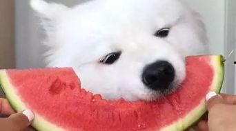 萨摩耶吃瓜,一只狗狗的清凉美食之旅