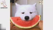 萨摩耶吃瓜,一只狗狗的清凉美食之旅