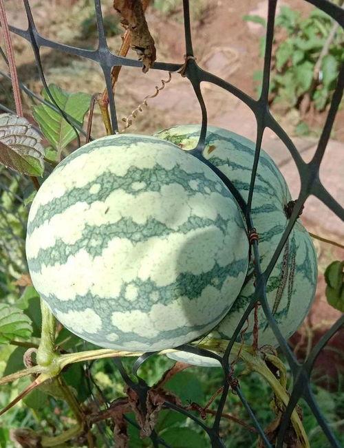 可以吃的野生瓜