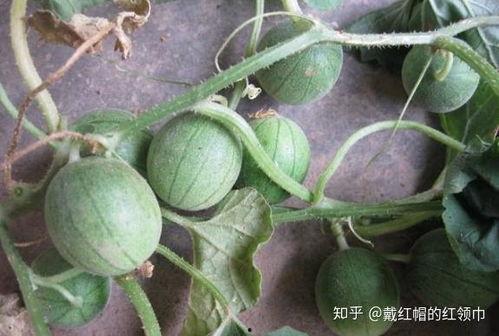 可以吃的野生瓜