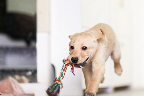 狗狗吃贝贝瓜,甜蜜诱惑下的健康美味之旅
