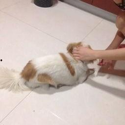 狗狗吃贝贝瓜,甜蜜诱惑下的健康美味之旅