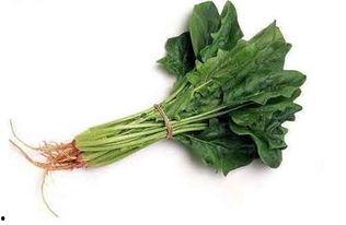 春天种什么藤瓜合适吃,最适合春季食用的藤瓜品种推荐