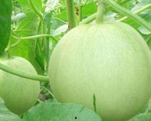 瓜孕妇可以吃吗,孕期孕妇适宜食用的瓜类水果指南