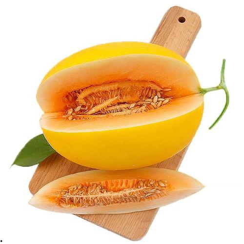 阿莫尔吃蜜瓜视频