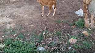 小牛吃老瓜,传承与创新的故事