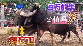 小牛吃老瓜,传承与创新的故事