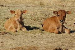 小牛吃老瓜,传承与创新的故事