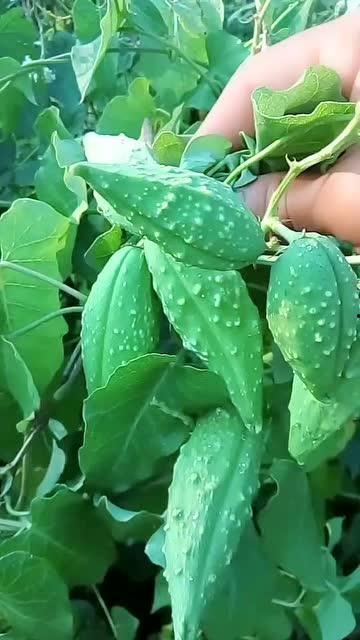 吃小瓢瓜,小瓢瓜美食之旅