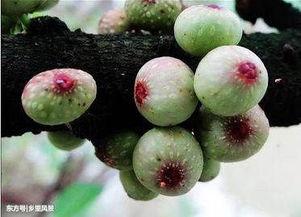 刺梨瓜怎么吃,解锁美味新体验