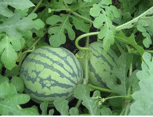 吃瓜篓子,揭秘吃瓜篓子的趣味与智慧