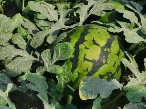 吃瓜楼子,网络热点的幕后故事