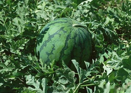 吃瓜不长瓜是怎么回事儿,网络流行语的奥秘与趣味