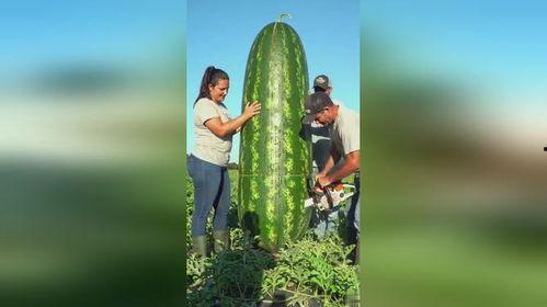 吃瓜最大的瓜,一场震惊众人的秘密风暴