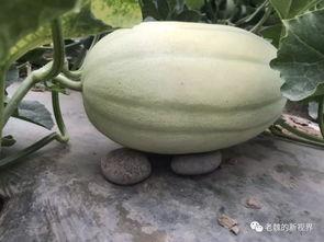 吃瓜找什么网站,轻松追踪娱乐圈热点