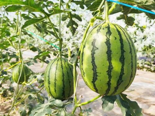 吃的最甜的瓜视频,揭秘最甜瓜视频大揭秘