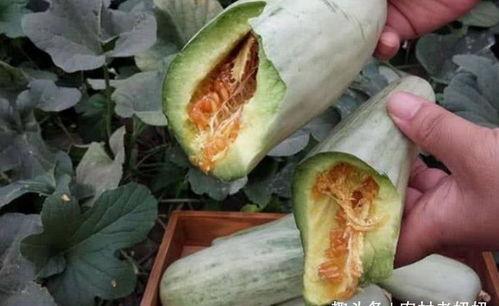 孕妇应该吃啥瓜,孕妇必吃的健康瓜类推荐