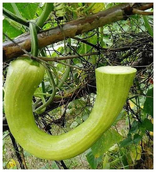 院子吃瓜视频,揭秘网红视频背后的趣味生活